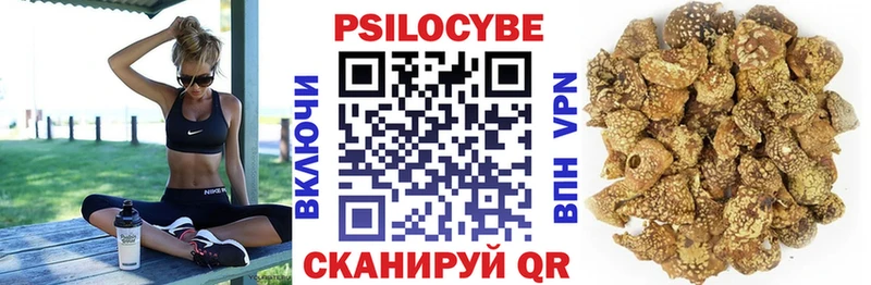 как найти закладки  Зверево  Псилоцибиновые грибы Psilocybe 